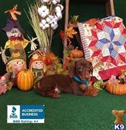 dachshund puppy posted by little paws kennel